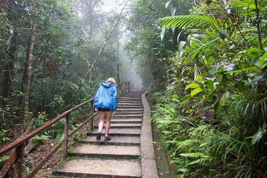Mount Kinabalu Botanical Garden
